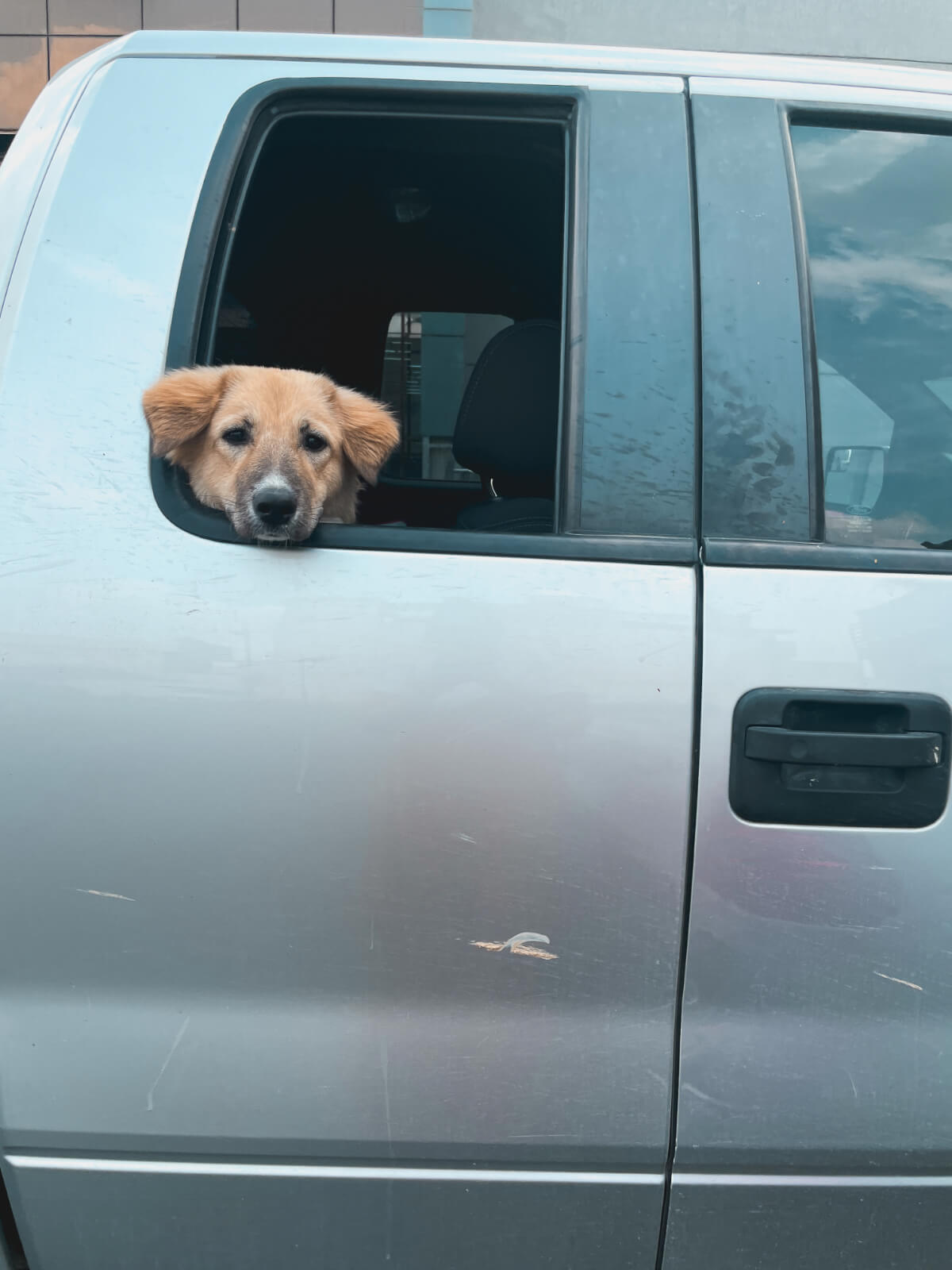 ZouZou ready for her next road trip