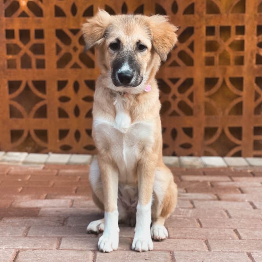 Zouz, 6 months old, posing nicely