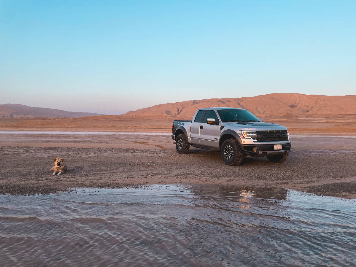 Raptor and ZouZou sit on the beach in Saudi