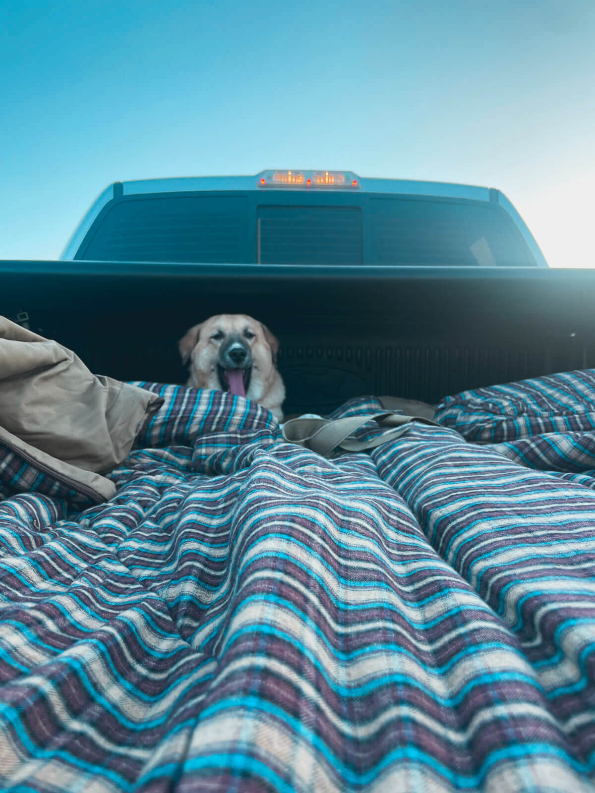 ZouZou wakes up in the truck bed of Raptor