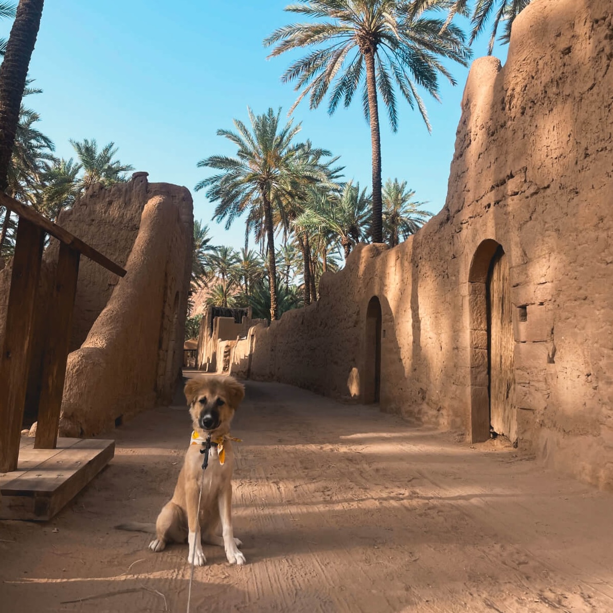 Our dog, ZouZou, sitting along the Oasis trail, with mudbrick building in the background