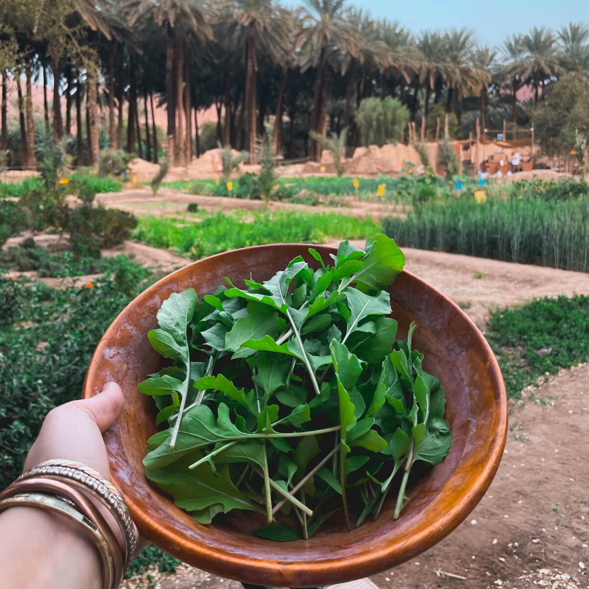 A bowl of freshly picked arugala from the farm