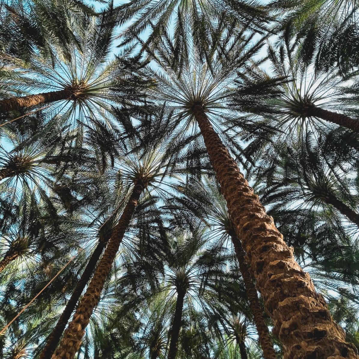 Looking up into the date palms